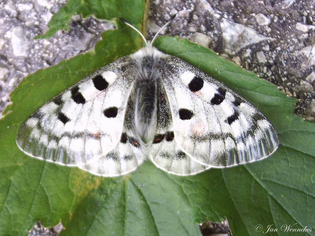 Apollovlinder,  Parnassius phoebus.jpg